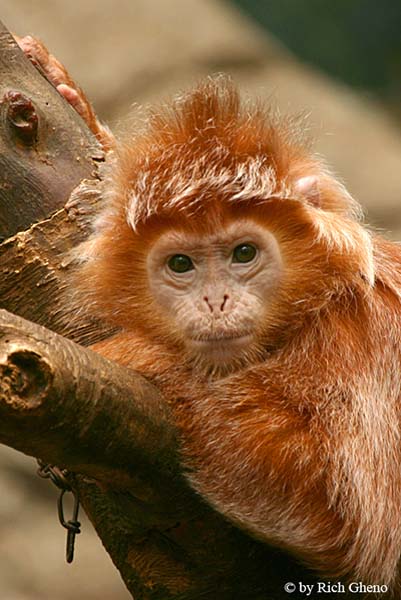 Langur 1
